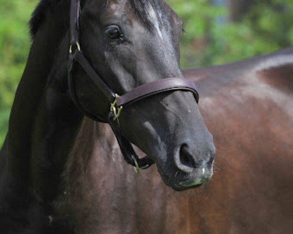 horse Fromecs Denardo (Swiss Warmblood, 2005, from Denaro)