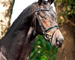 stallion Don Gigolo 4 (Oldenburg, 2008, from Dimaggio)