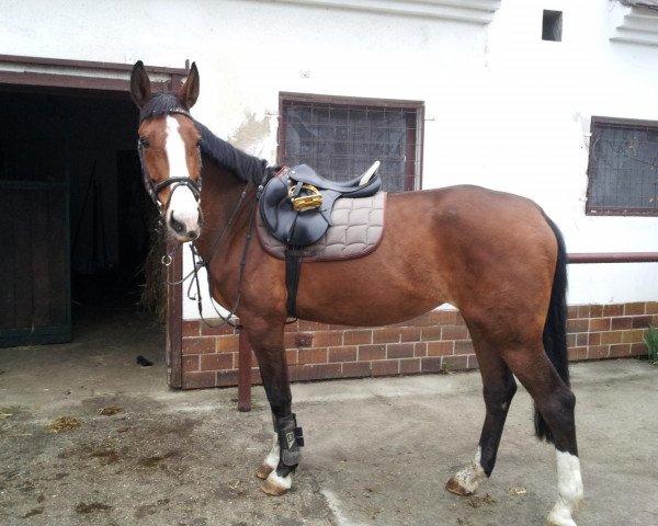 jumper Classic Touch 22 (German Sport Horse, 2004, from Cosino B)