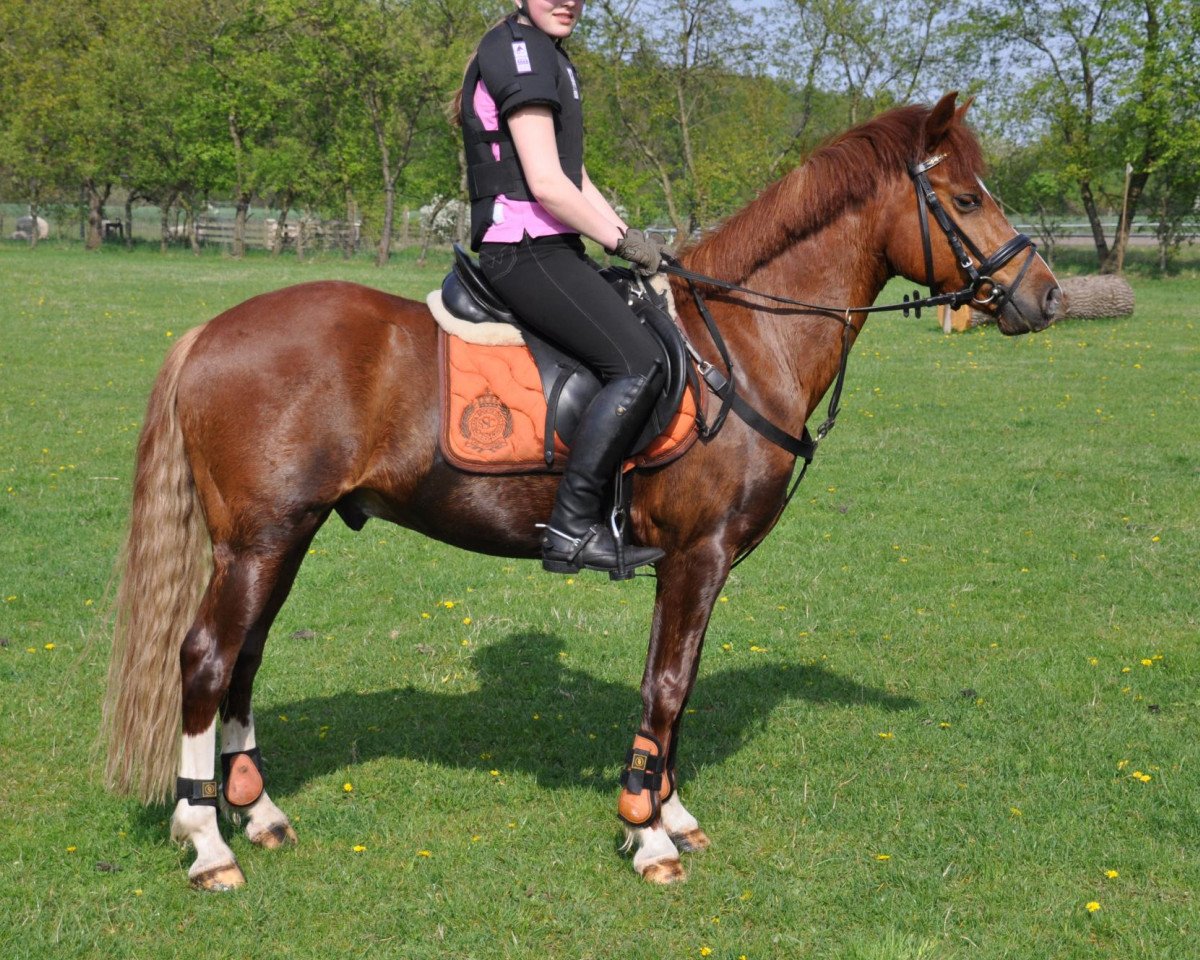 jumper Don't forget me (German Riding Pony, 2005, from Don Joshi)