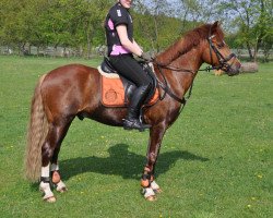 jumper Don't forget me (German Riding Pony, 2005, from Don Joshi)