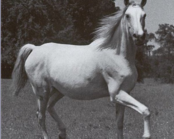 broodmare Jeanette ox (Arabian purebred, 1937, from Jasir 1925 EAO)