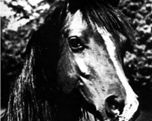broodmare Elzunia ox (Arabian purebred, 1951, from Witraz 1938 ox)
