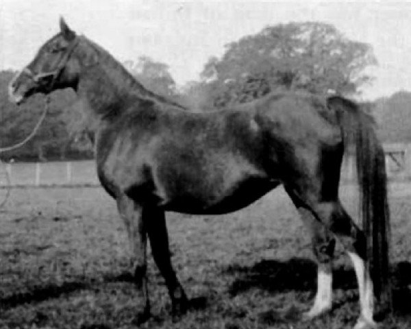 broodmare Nisreen 1919 EAO (Arabian purebred, 1919, from Nureddin II 1911 ox)