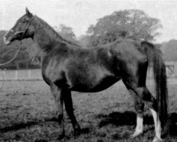broodmare Nisreen 1919 EAO (Arabian purebred, 1919, from Nureddin II 1911 ox)