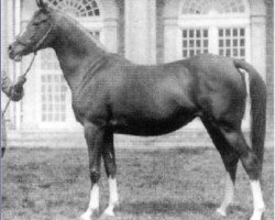 broodmare Risira ox (Arabian purebred, 1939, from Naziri ox)