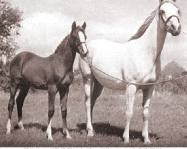 broodmare Nerina ox (Arabian purebred, 1950, from Rissalix EAO)