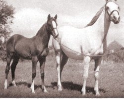 broodmare Nerina ox (Arabian purebred, 1950, from Rissalix EAO)
