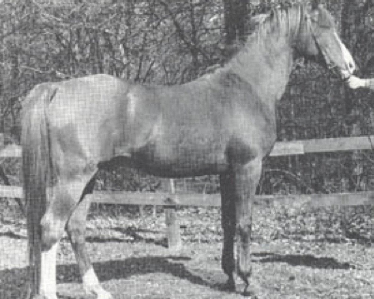 stallion Noran 1956 ox (Arabian purebred, 1956, from Oran 1940 ox)