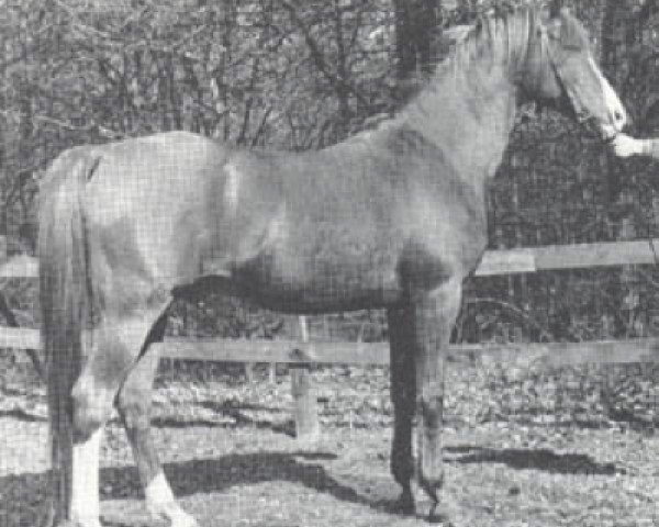 stallion Noran 1956 ox (Arabian purebred, 1956, from Oran 1940 ox)