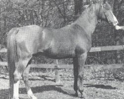 stallion Noran 1956 ox (Arabian purebred, 1956, from Oran 1940 ox)