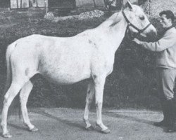 broodmare Winette 1950 ox (Arabian purebred, 1950, from Wind 1938 ox)