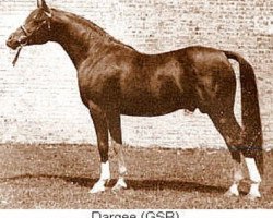 stallion Dargee ox (Arabian purebred, 1945, from Manasseh ox)