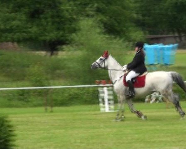 jumper Lady Luna Abadia (Brandenburg, 1995, from Lannox)