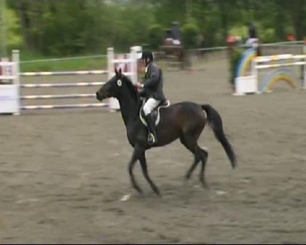 jumper Sina 325 (Hanoverian, 1999, from Stakkato)