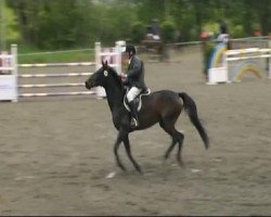 jumper Sina 325 (Hanoverian, 1999, from Stakkato)