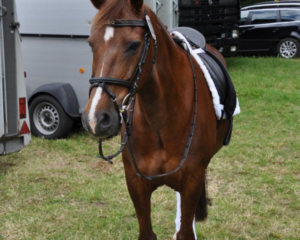 jumper Kalido (German Riding Pony, 1999, from King of Diamond)