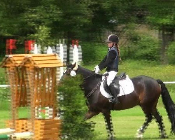 Springpferd Johann 23 (unbekannt, 2007)