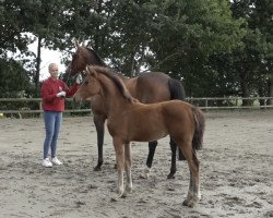 Pferd Stute von Canstakko / Quality / Grandero (Holsteiner, 2022, von Canstakko)