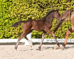 Pferd Pia-Dora Auhörn (Holsteiner, 2022, von Diarado)