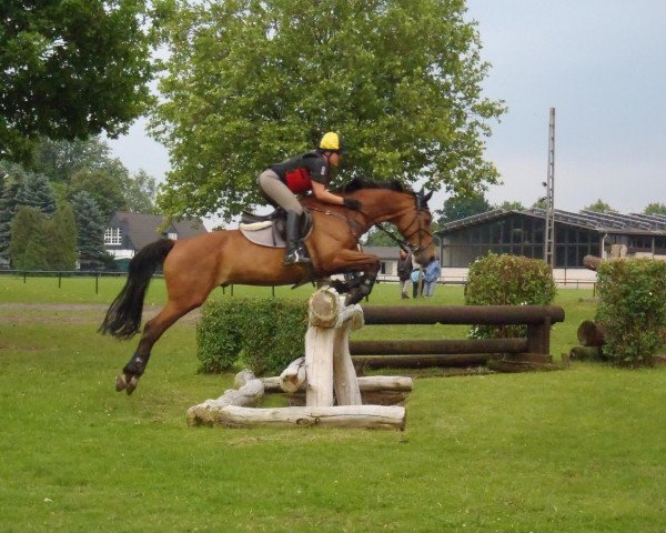 jumper Contraine (Zweibrücken, 2001, from Coraldo)