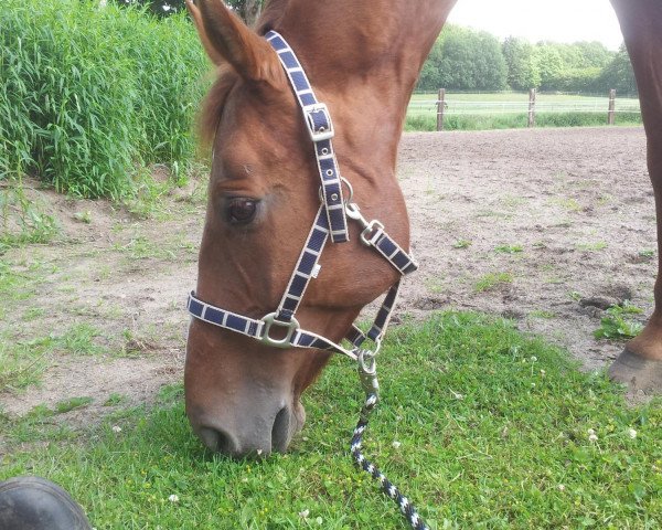 broodmare Dunja (Westphalian, 2000, from Damiani) broodmare Dunja (Westphalian, 2000, from Damiani)
