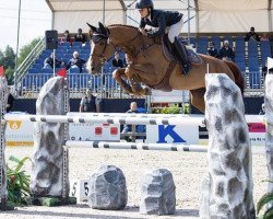 jumper Dallila (Selle Français, 2013, from Jarnac)