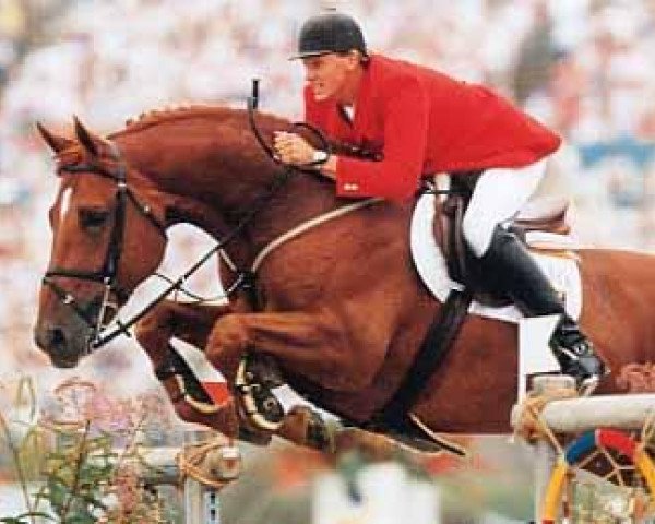 Deckhengst Jus de Pomme (Belgisches Warmblut, 1986, von Primo des Bruyères)