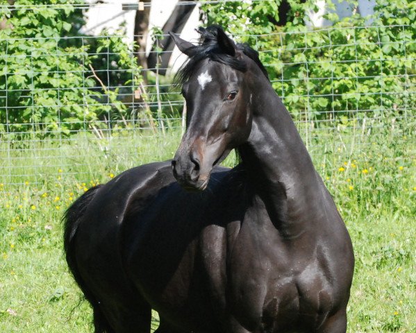 broodmare Hashira (Rhinelander, 2006, from Hochadel)