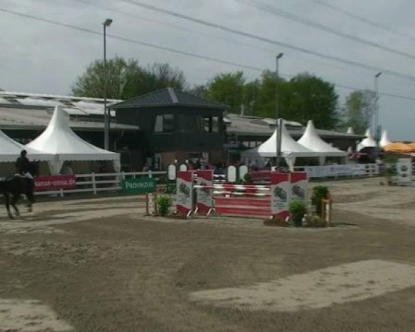 jumper Luzifer 101 (Oldenburg show jumper, 2004, from Lifestyle)