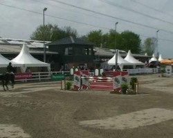 jumper Luzifer 101 (Oldenburg show jumper, 2004, from Lifestyle)