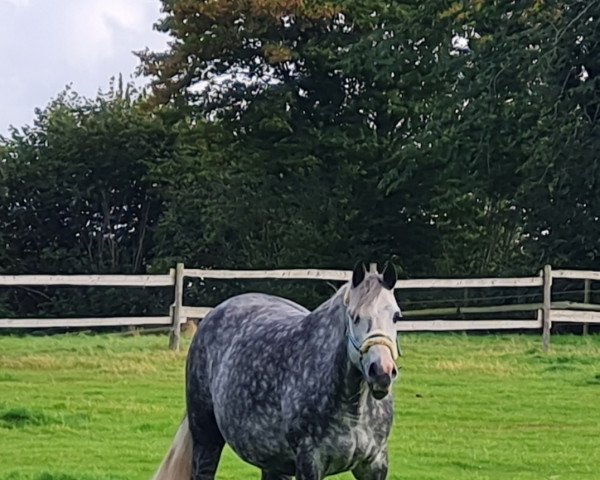 broodmare Ciss me (Holsteiner, 2014, from Casall Ask)