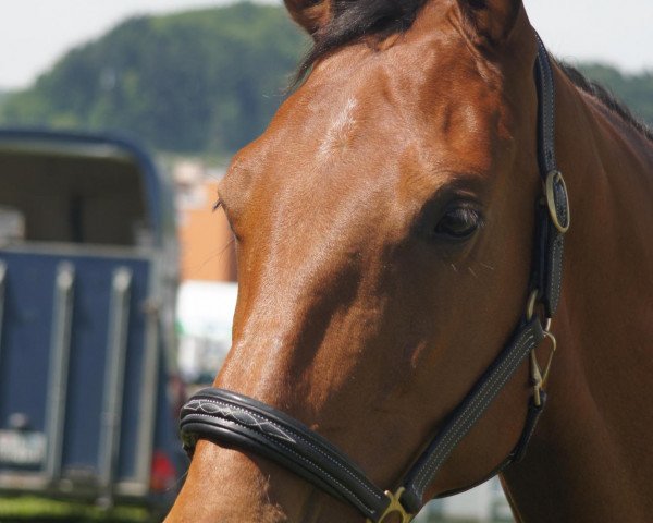 horse Take Off (Holsteiner, 2003, from Caribik)