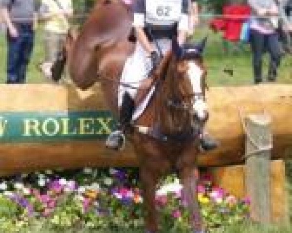 jumper Mr. Medicott (Irish Sport Horse, 1999, from Cruising)