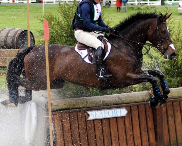 horse Mighty Nice (Irish Sport Horse, 2004, from Ohio)