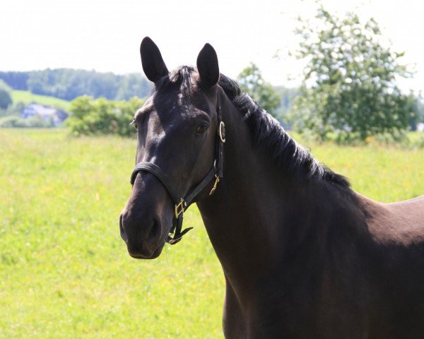 jumper Evi (Sachs-door. Heavy Warmbl., 2008, from Frieder)