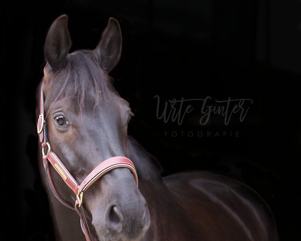 Cavallo Dream Catcher 15 (Hannoveriano, 2012, di Destano)