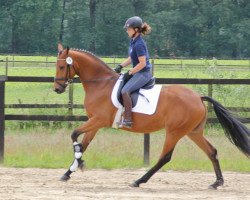 broodmare Lollypop 81 (Westphalian, 2009, from Love Me)