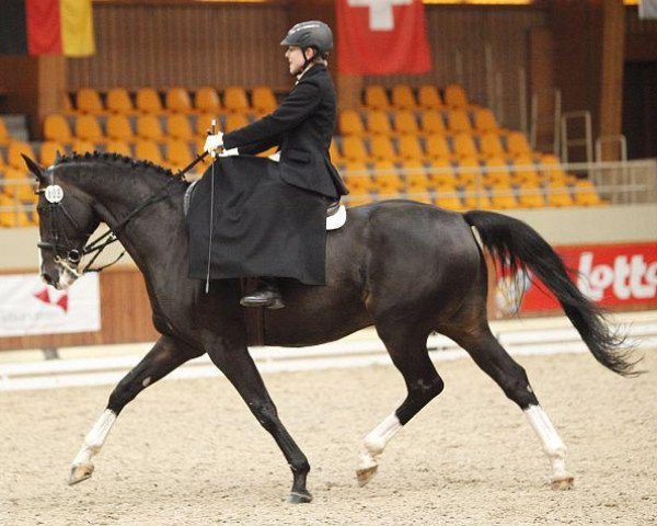 horse Magellan (Hanoverian, 1998, from Metternich)