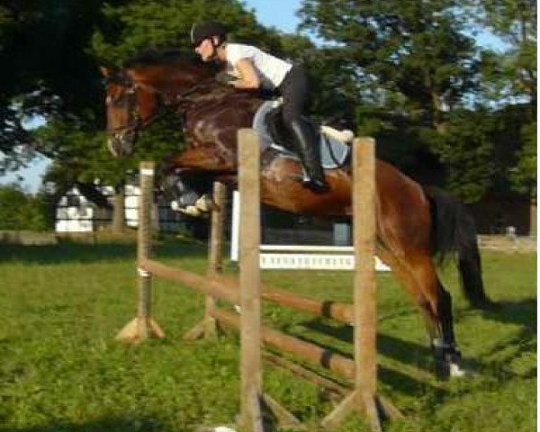 Springpferd Chico's Lady 2 (Oldenburger, 2007, von Chico's Boy)