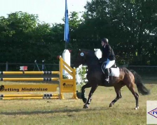 jumper Contessa 134 (Hanoverian, 2003, from Contendro I)