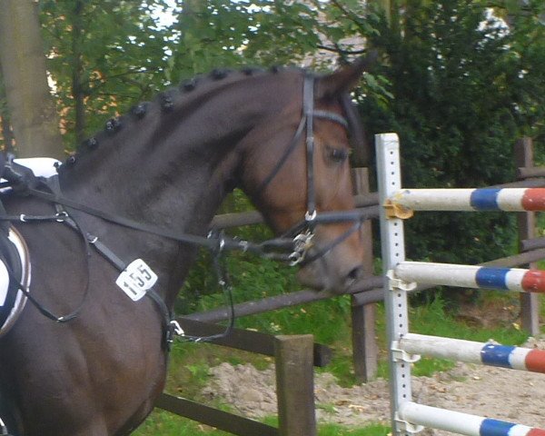 jumper Dawinia 4 (Westphalian, 2005, from Drosselklang II)