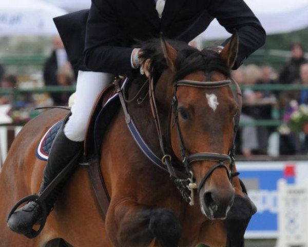 jumper Goerklintgaards Montana (Danish Warmblood, 1999, from Come Back II)