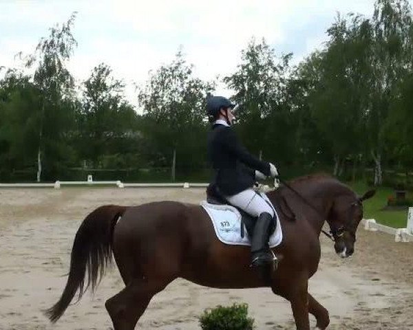 Dressurpferd Flensburger (Westfale, 2007, von Friedensritter)
