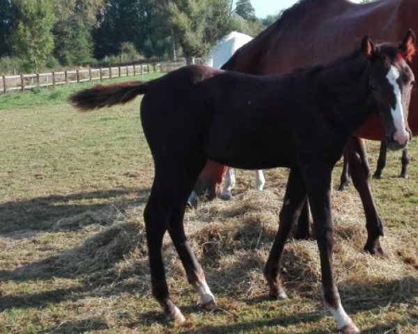 horse Loverboy Z (Zangersheide riding horse, 2016, from Levisto Z)