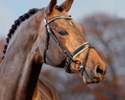 stallion Canoso (Holsteiner, 2005, from Catoki)