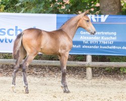 horse Ziniro S (Holsteiner, 2022, from Zinedine)