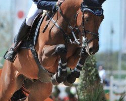 jumper Nonplusultra 4 (Westphalian, 2005, from Nagano)