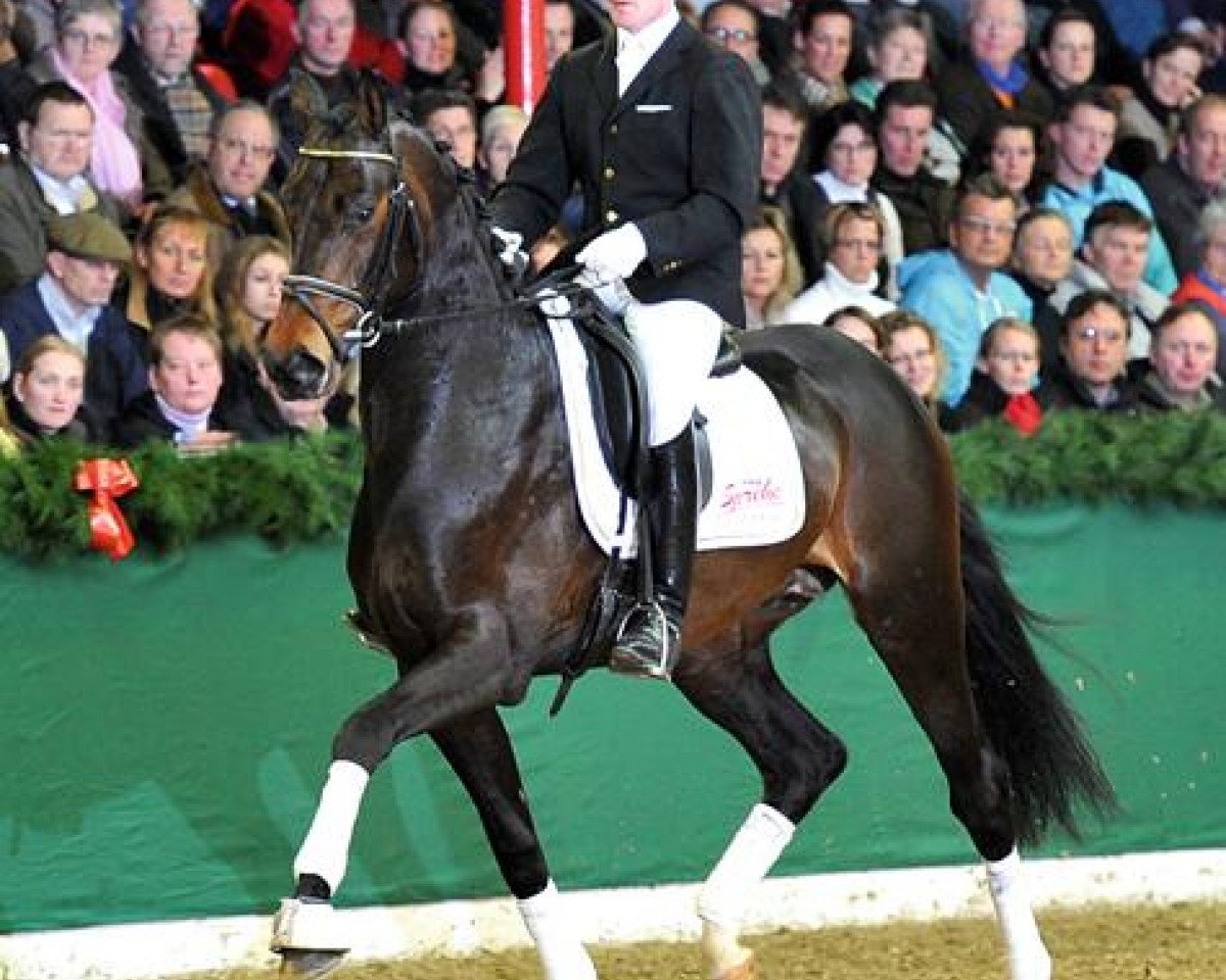stallion Benaggio (Hanoverian, 2008, from Benvenuto)