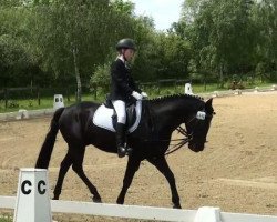 dressage horse Picasso (Oldenburg, 1997)